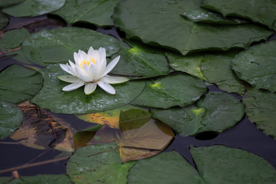 Lotus pond nature