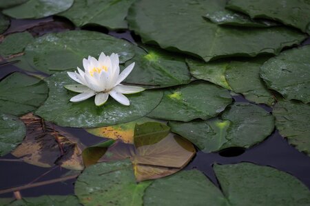 Lotus pond nature