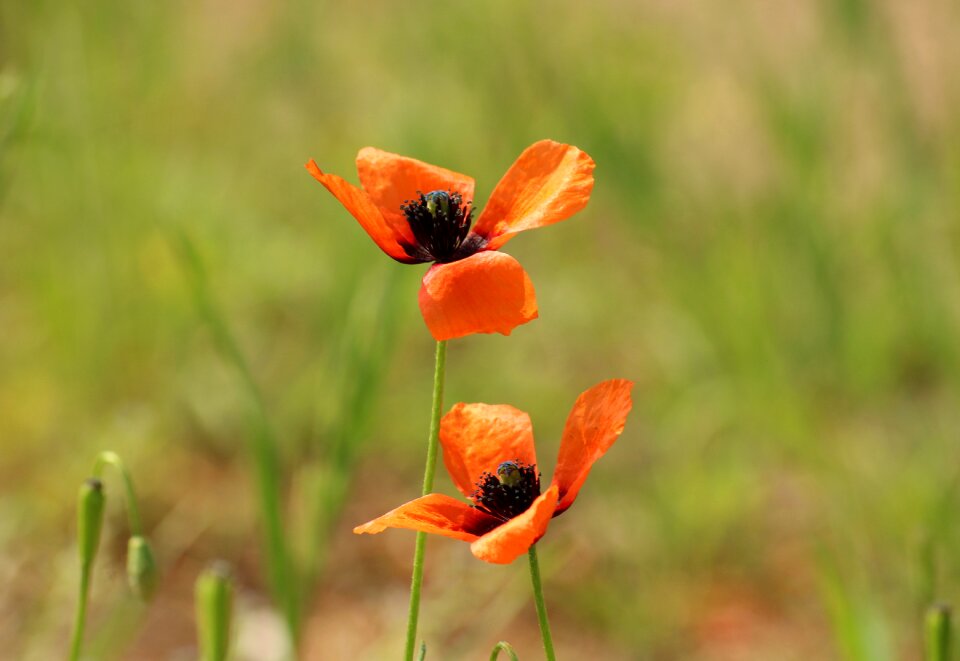 Blooming poppies meadow plant