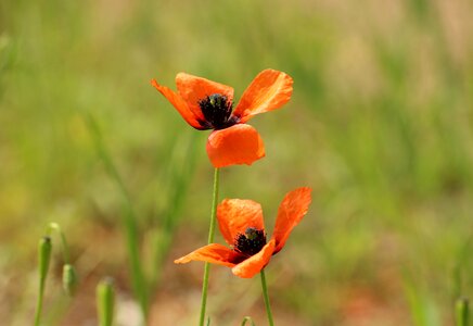 Blooming poppies meadow plant