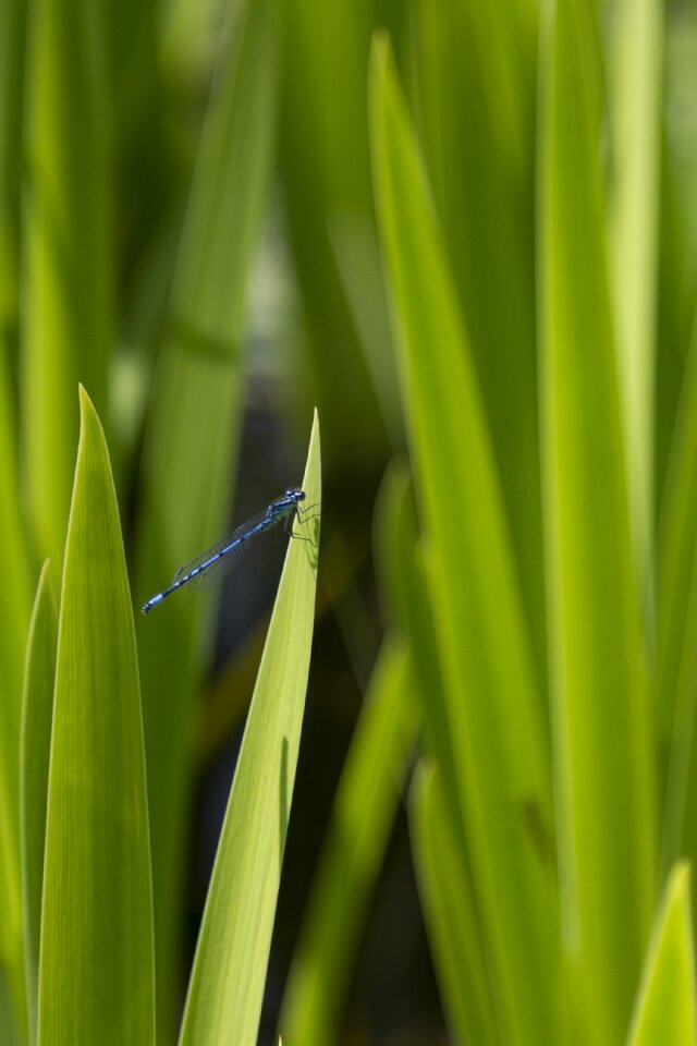 Insect resting pond
