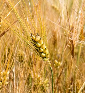 Plant summer field