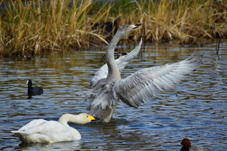 Bird wild birds waterfowl