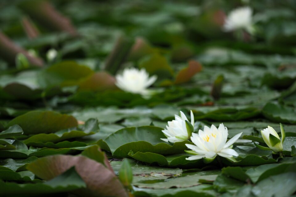 Lotus pond nature