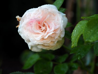 Flower romantic pink photo