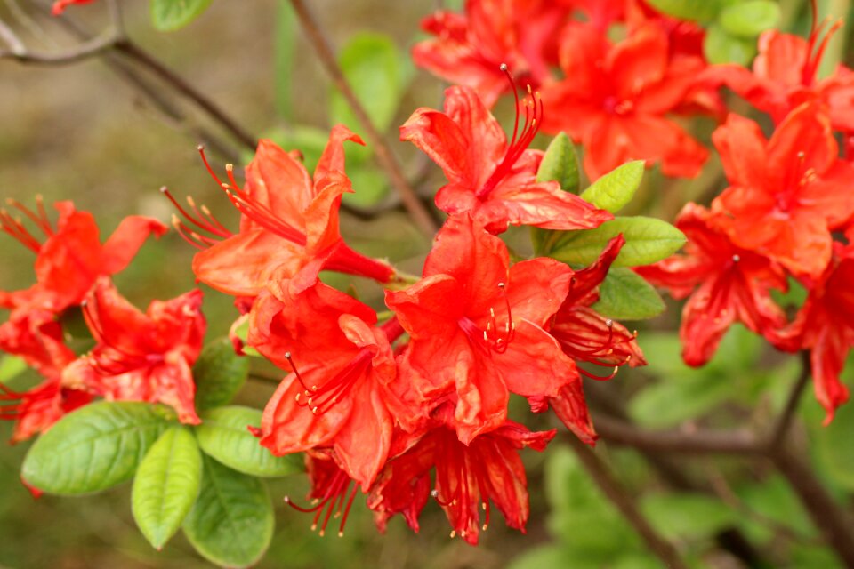 Spring ornamental plants red azalea