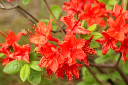 Spring ornamental plants red azalea photo