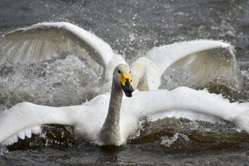 Bird wild birds waterfowl