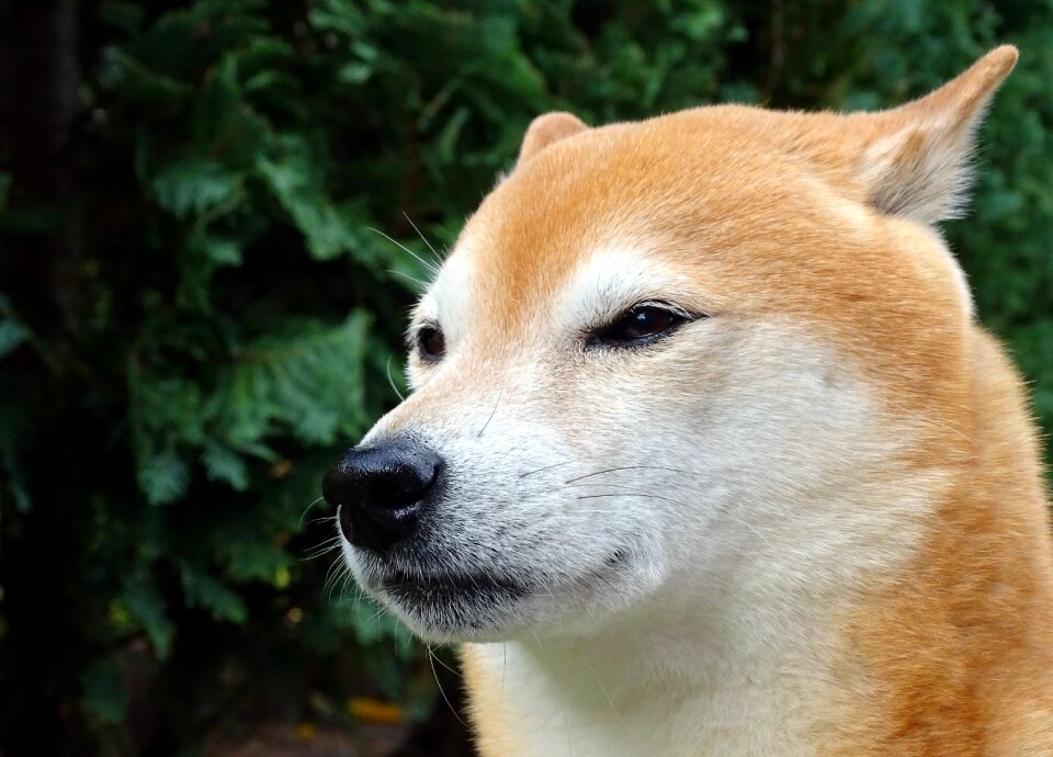 Animal portrait shiba shiba inu