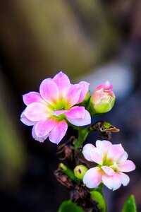 Flower leaf summer