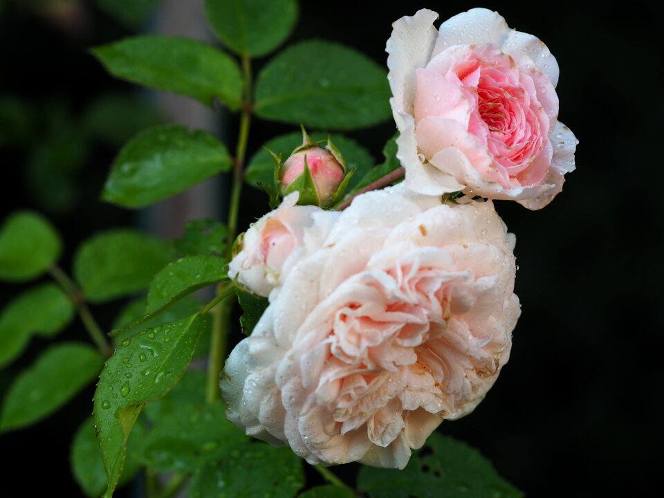 Flower romantic pink