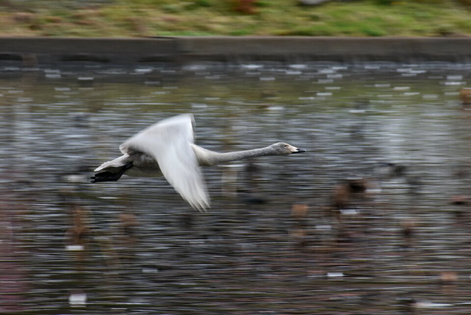 Bird wild birds waterfowl
