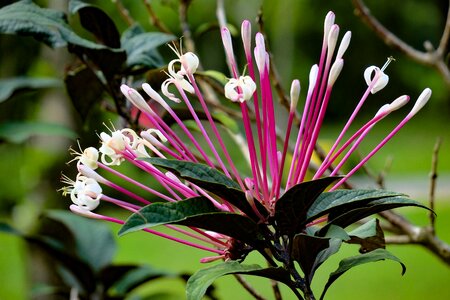 Flower leaf summer photo