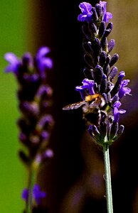 Nature pollination insects photo