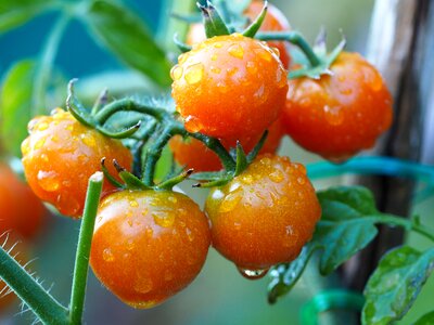 Food healthy nutrition