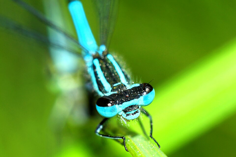 Insect macro closeup