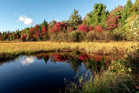 Autumn leaves nature photo