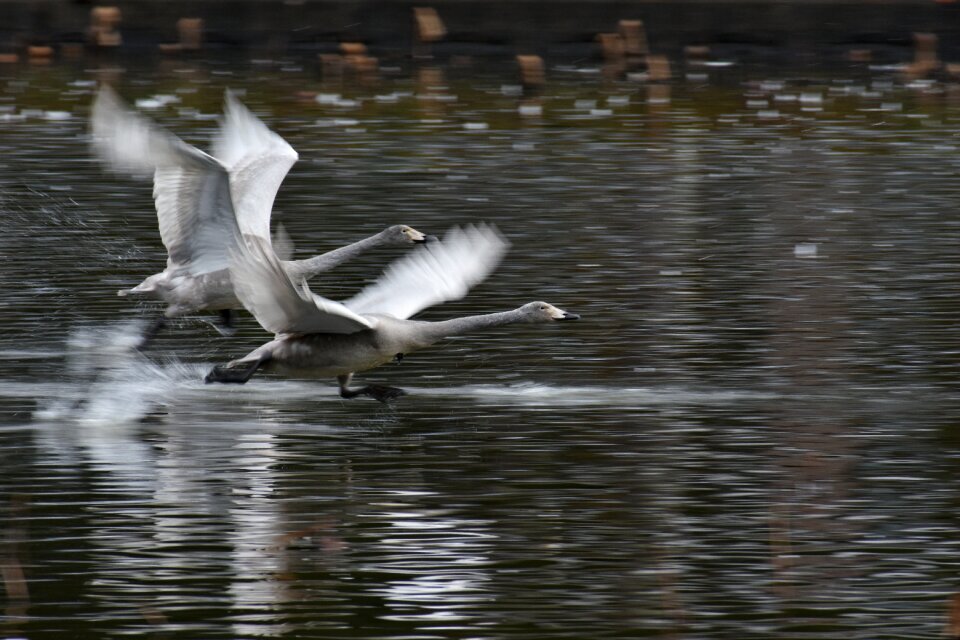 Bird wild birds waterfowl