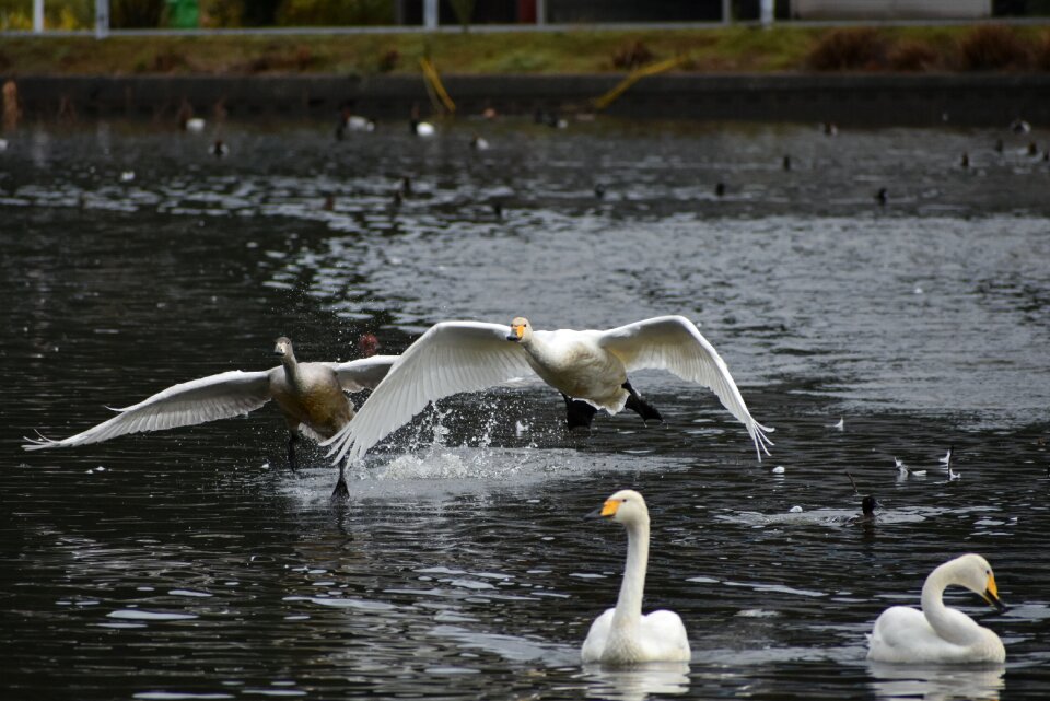 Bird wild birds waterfowl