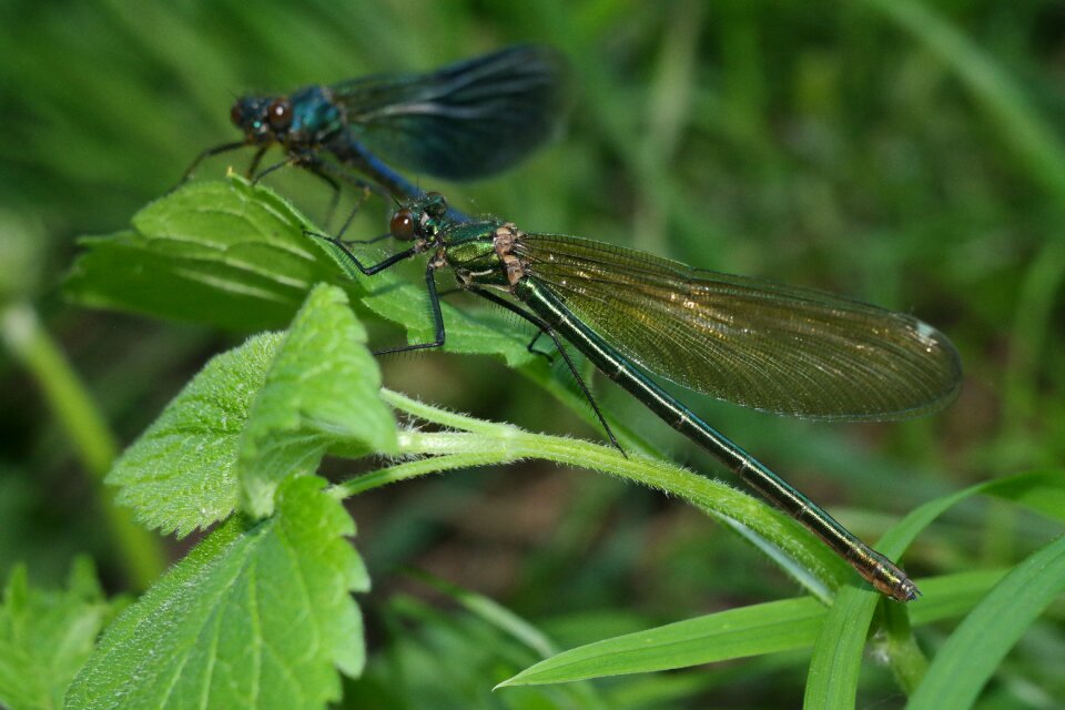 Nature dragonflies wing