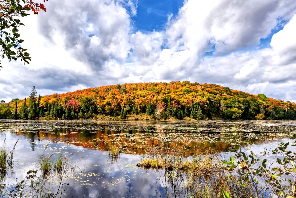 Autumn leaves nature