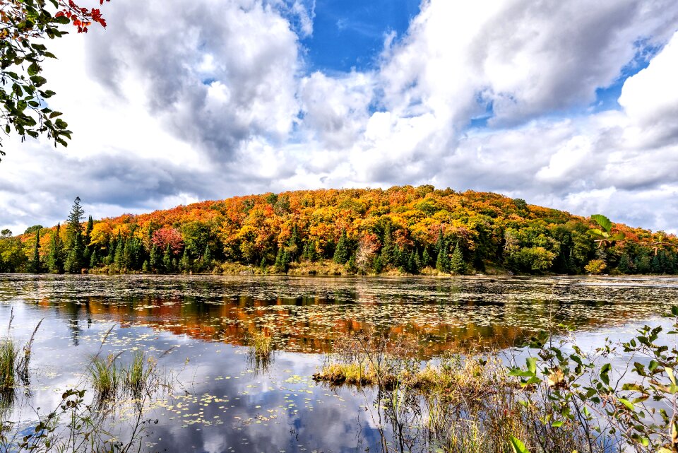 Autumn leaves nature photo