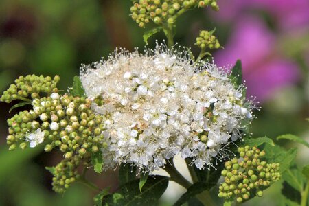 Plant bush nature