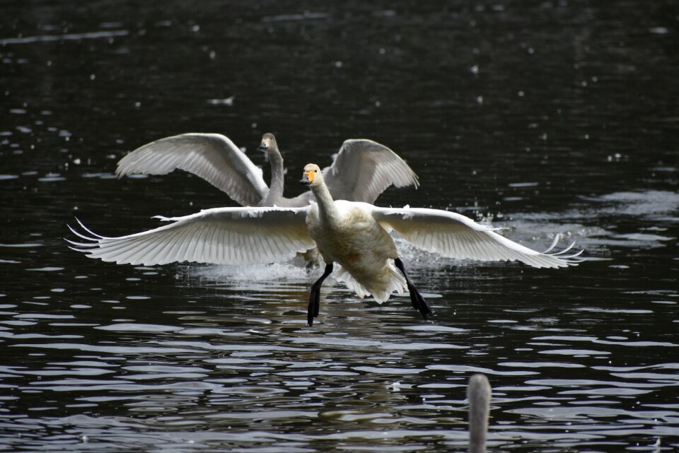 Bird wild birds waterfowl