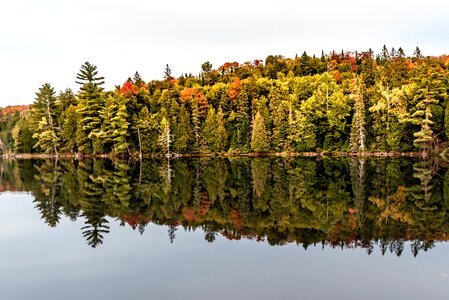 Autumn leaves nature photo