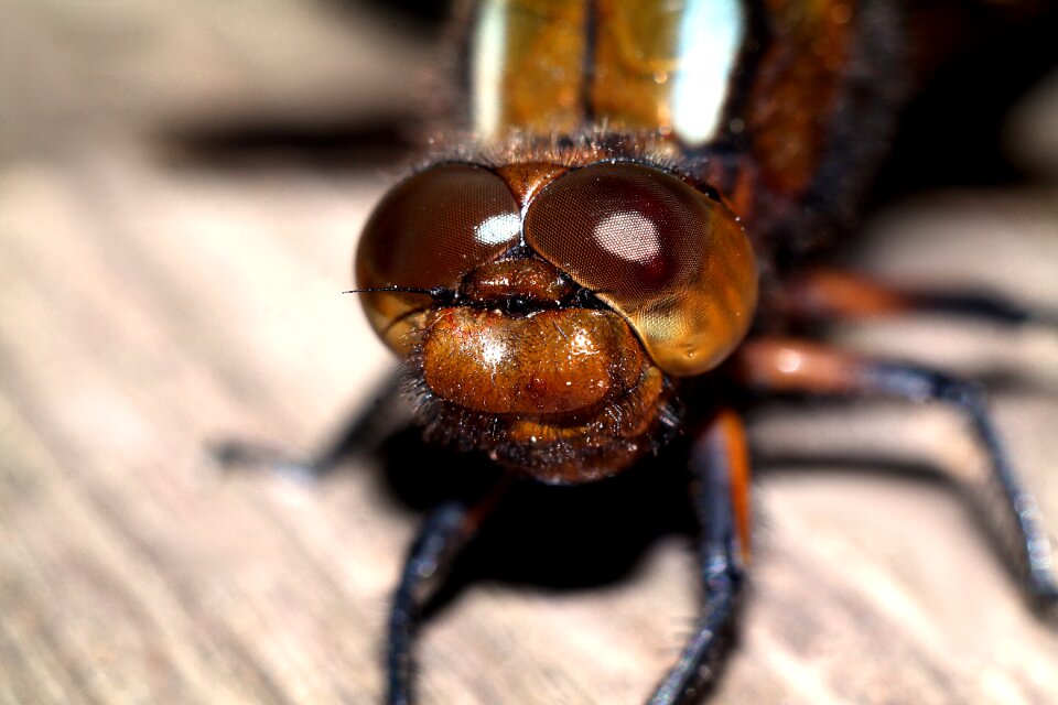 Nature macro closeup