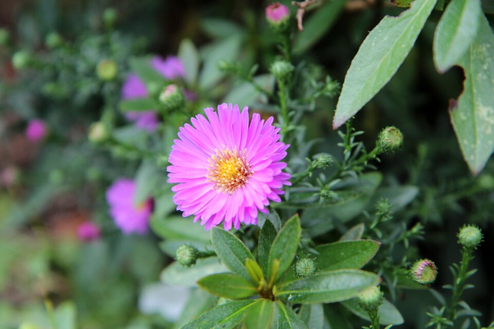 Aster aster pink flowering