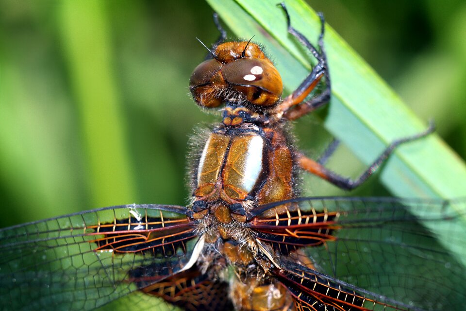 Dragonflies nature closeup
