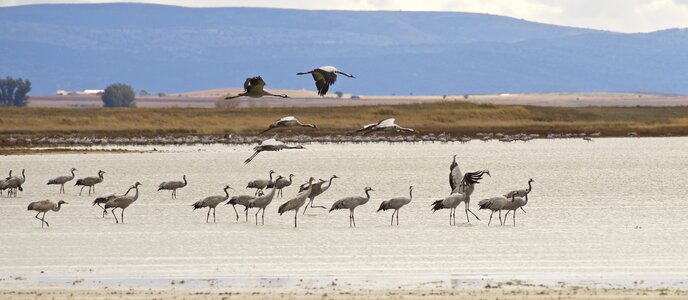 Cranes laguna nature