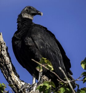 Bird animal wildlife