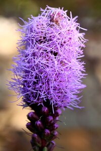 Summer romantic plants