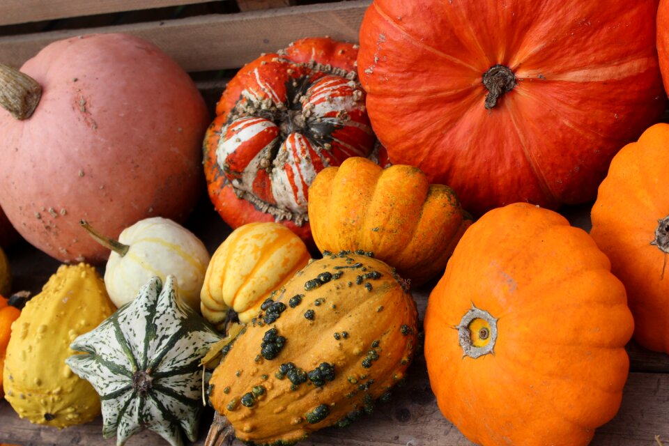 Decoration halloween autumn