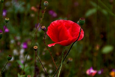 Flower color wolf mak