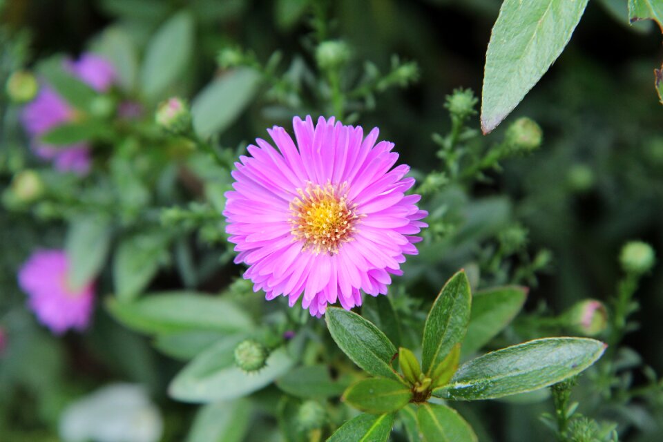 Aster aster pink flowering