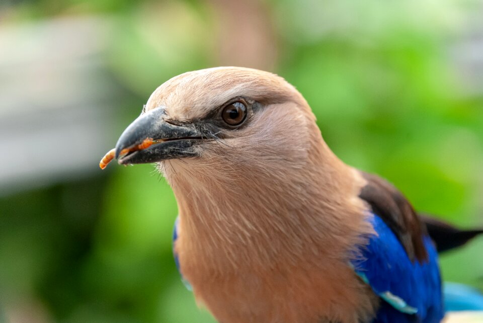 Food nature plumage