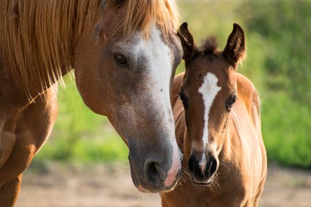 Paint horse brown small