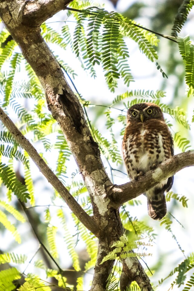 Sijú platanero endemic owl