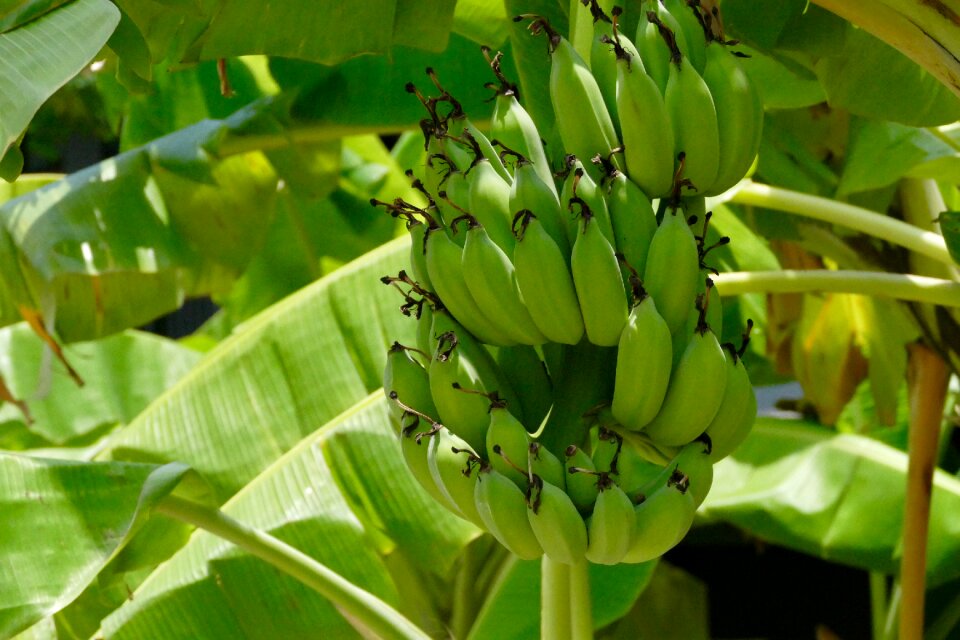 Leaf growth bananas