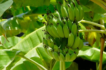 Leaf growth bananas