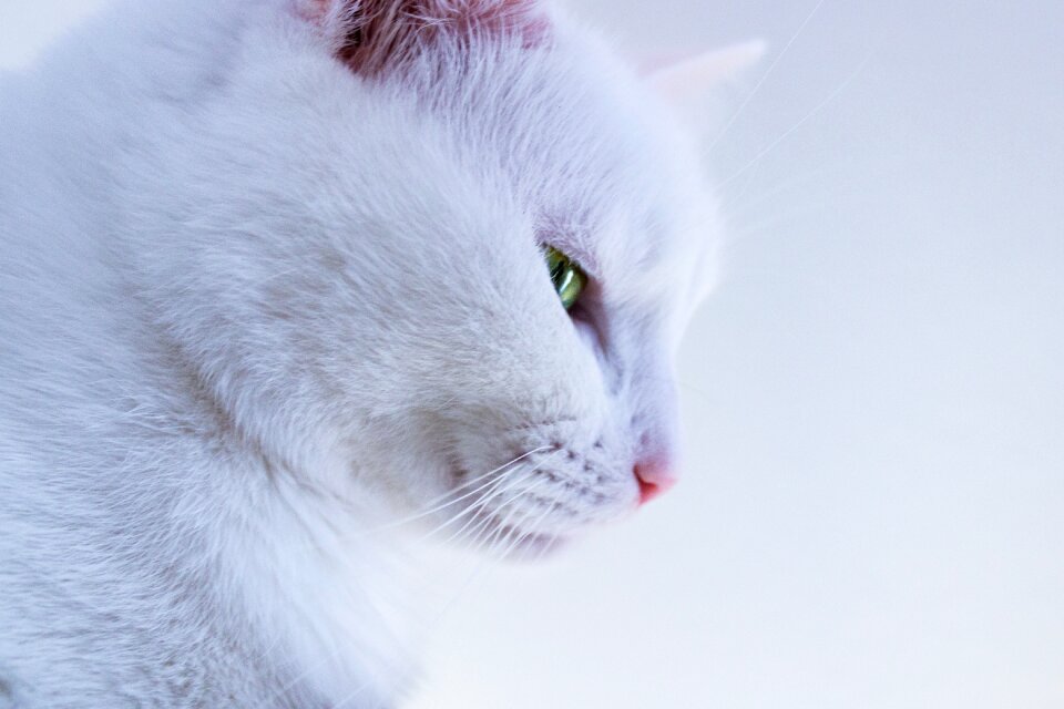 Pretty animal animals background