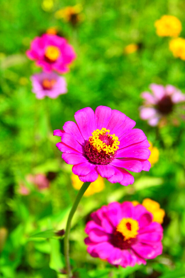 Nature beautiful flower