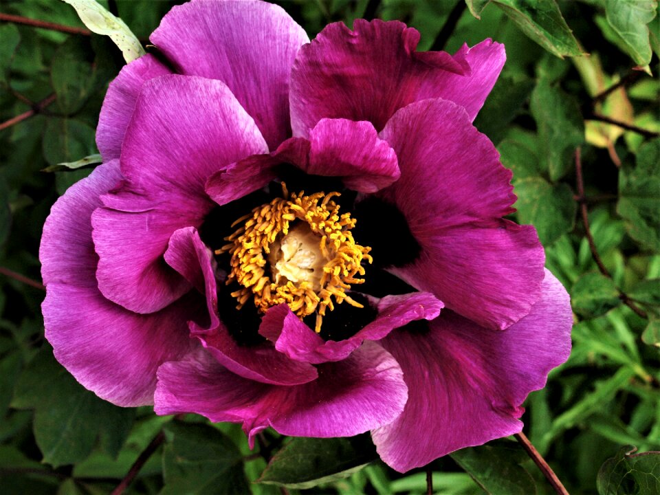 Flower bloom purple