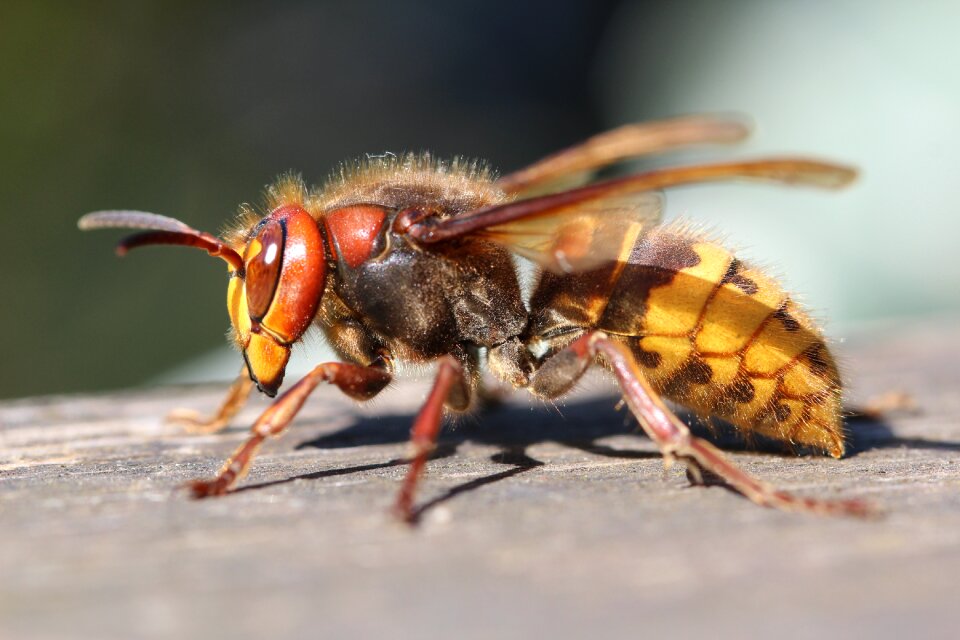 Expensive wasp hornet
