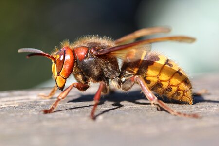 Expensive wasp hornet