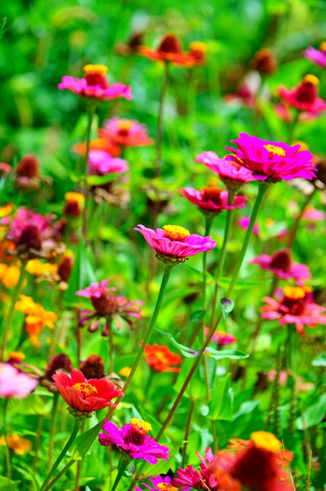 Nature beautiful flower
