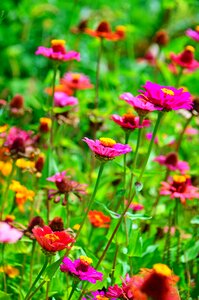 Nature beautiful flower